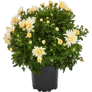 Santreyd Хризантема индийская микс — цветущее украшение сада и интерьера 82755463