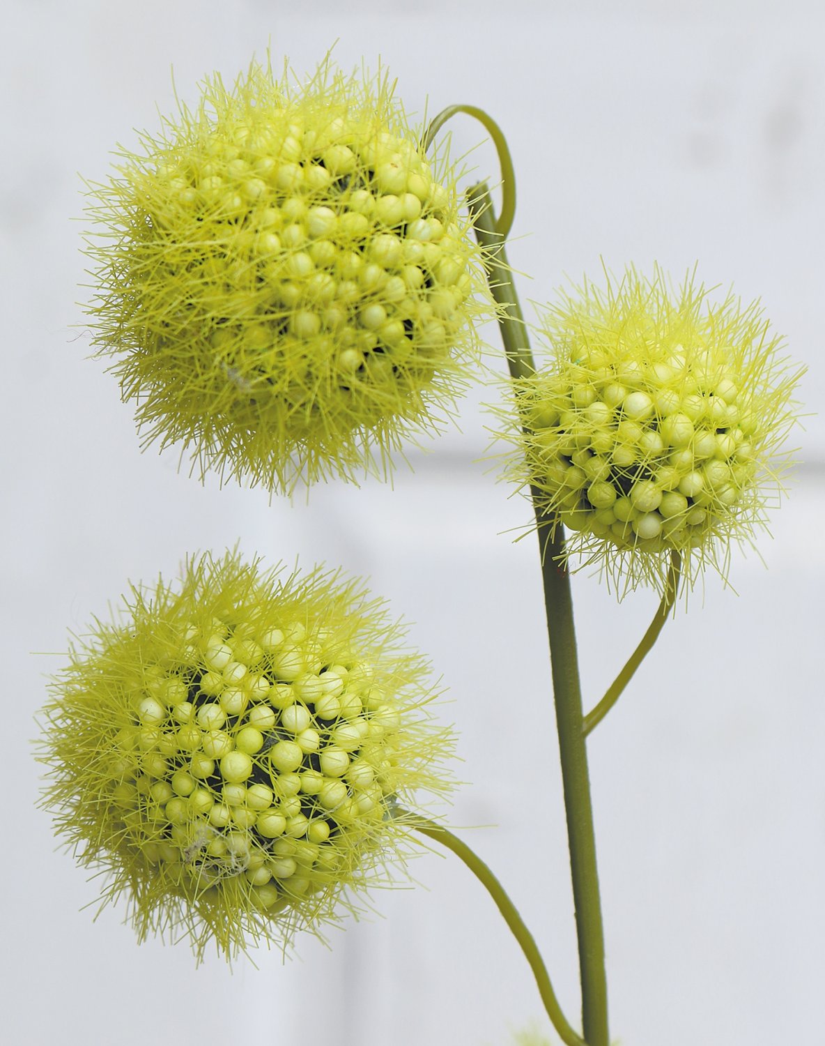 5549 883 a3 Фруктовая ветка gomphocarpus, 60 см, зеленая H-andreas  - Вид №1