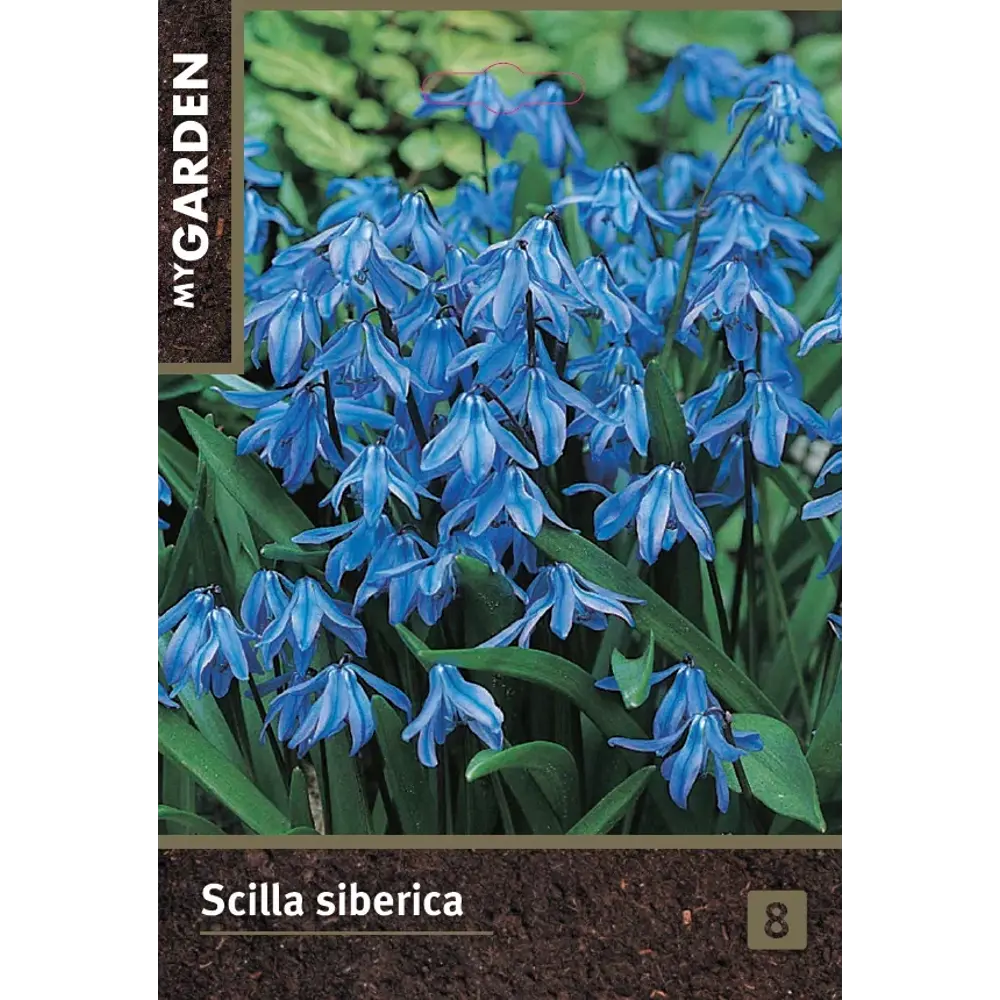 Сцилла cибирская голубая луковицы 6/7 89432956 STLM-2007214 Santreyd 