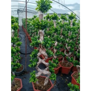 Фикус микс ø40 h150 см