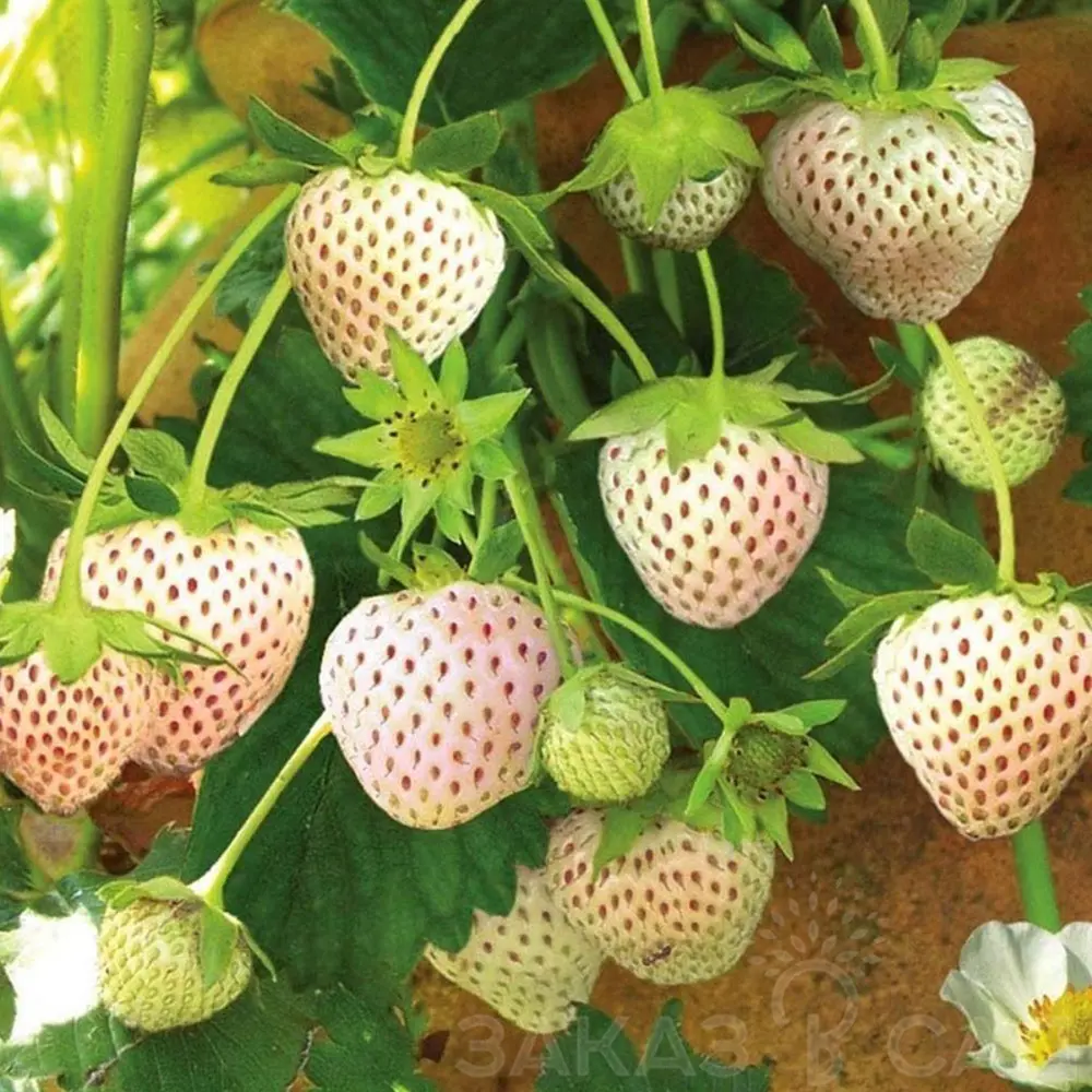 Земляника садовая Ананас PLANTMARKET STLM-2056294