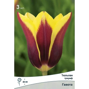 Тюльпан Триумф Гавота ПОИСК - розовый с белой каймой, 3 луковицы 89381365