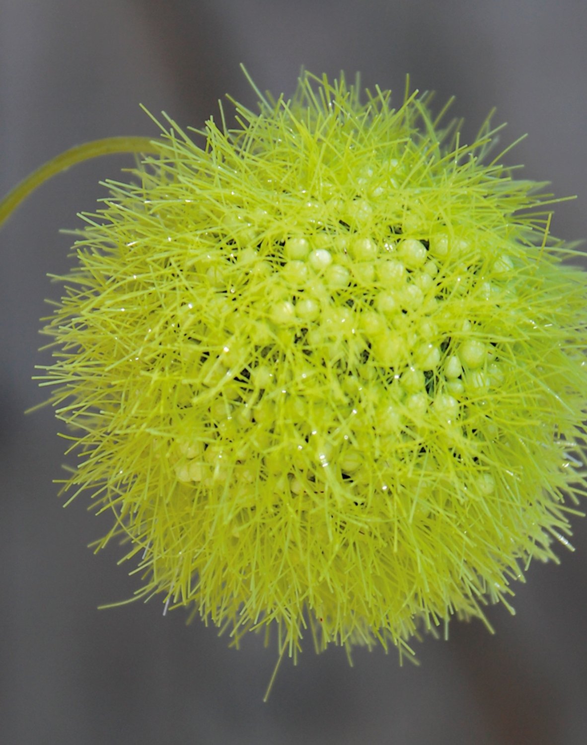 5535 883 a3 Искусственный спрей из плодов гомфокарпуса, 103 см, зеленый H-andreas  - Вид №1