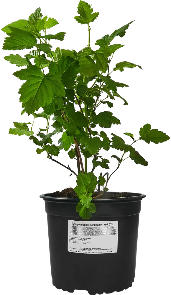 Santreyd Пузыреплодник калинолистный для живой изгороди 87620870