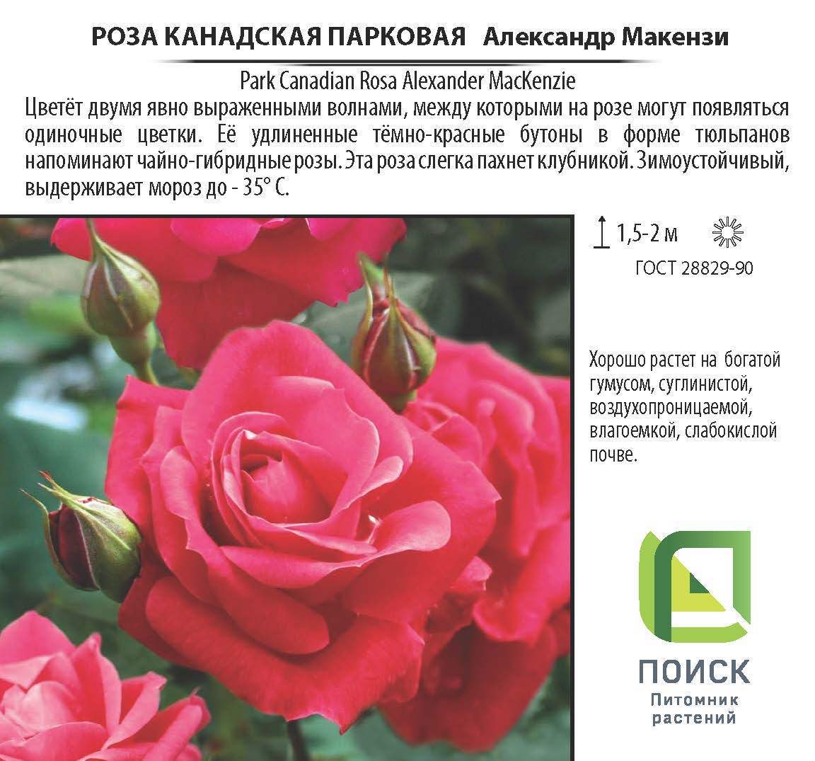 Роза канадская Александр Макензи Santreyd - морозостойкий парковый сорт 18475151 STLM-0010938 - Вид №2