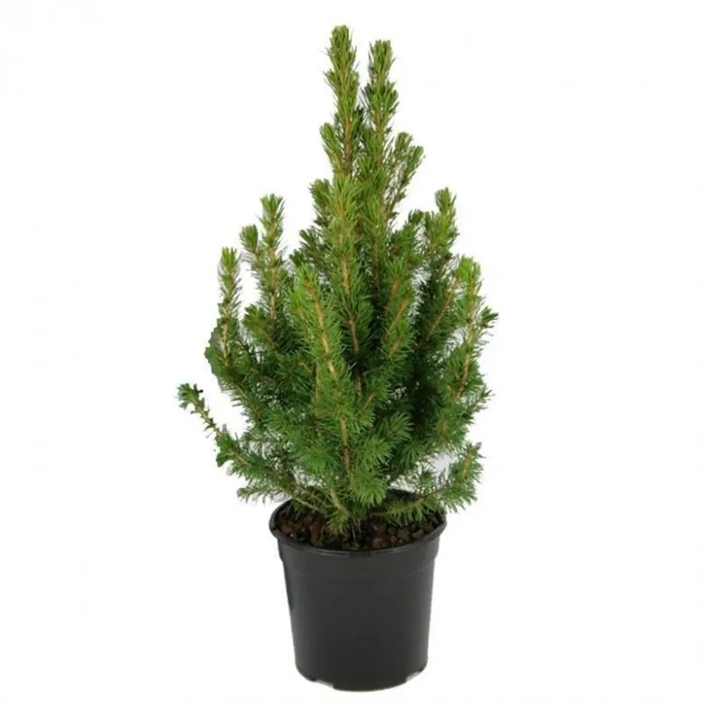 Ель канадская Коника ø22 h75 см 84834187 STLM-2039209 PLANTMARKET 