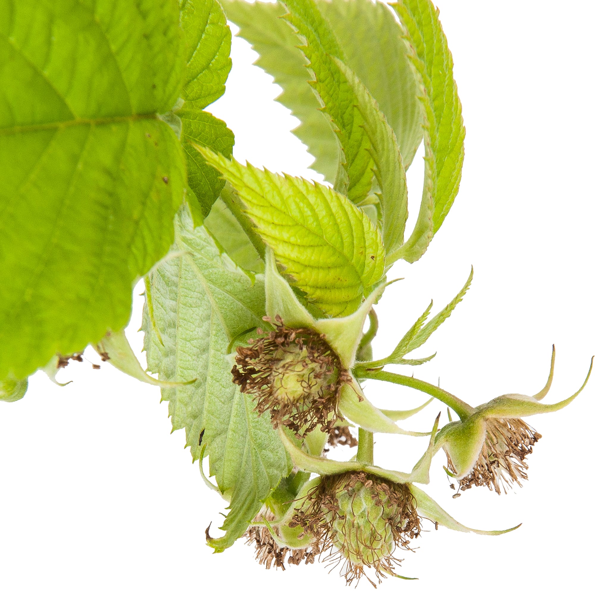 81969643 Малина ремонтантная «Элегантная», контейнер 2-3 л Santreyd  - Вид №1