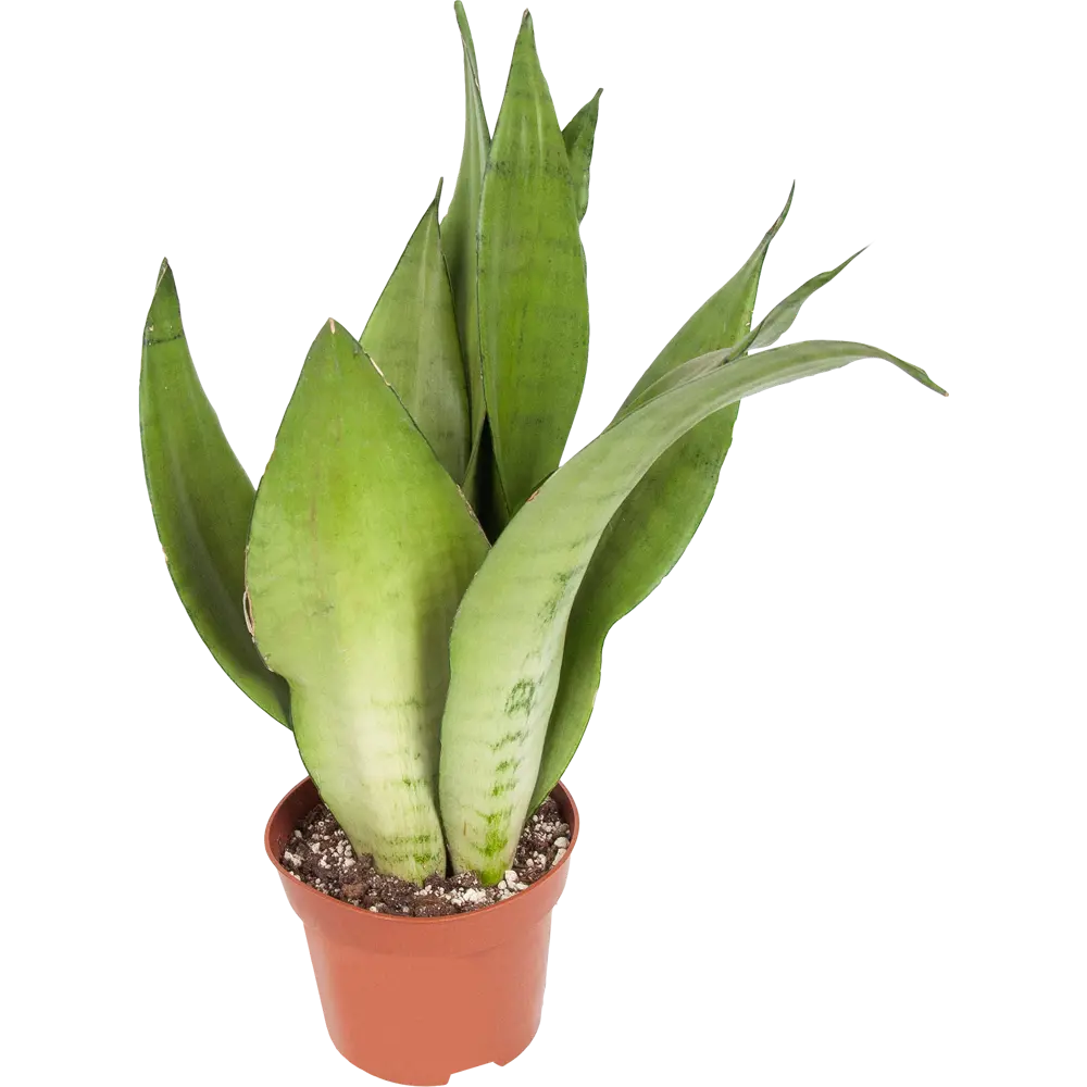 Santreyd Сенсеверия Муншайн — серебристо-зеленое украшение интерьера 82741707 STLM-0035273