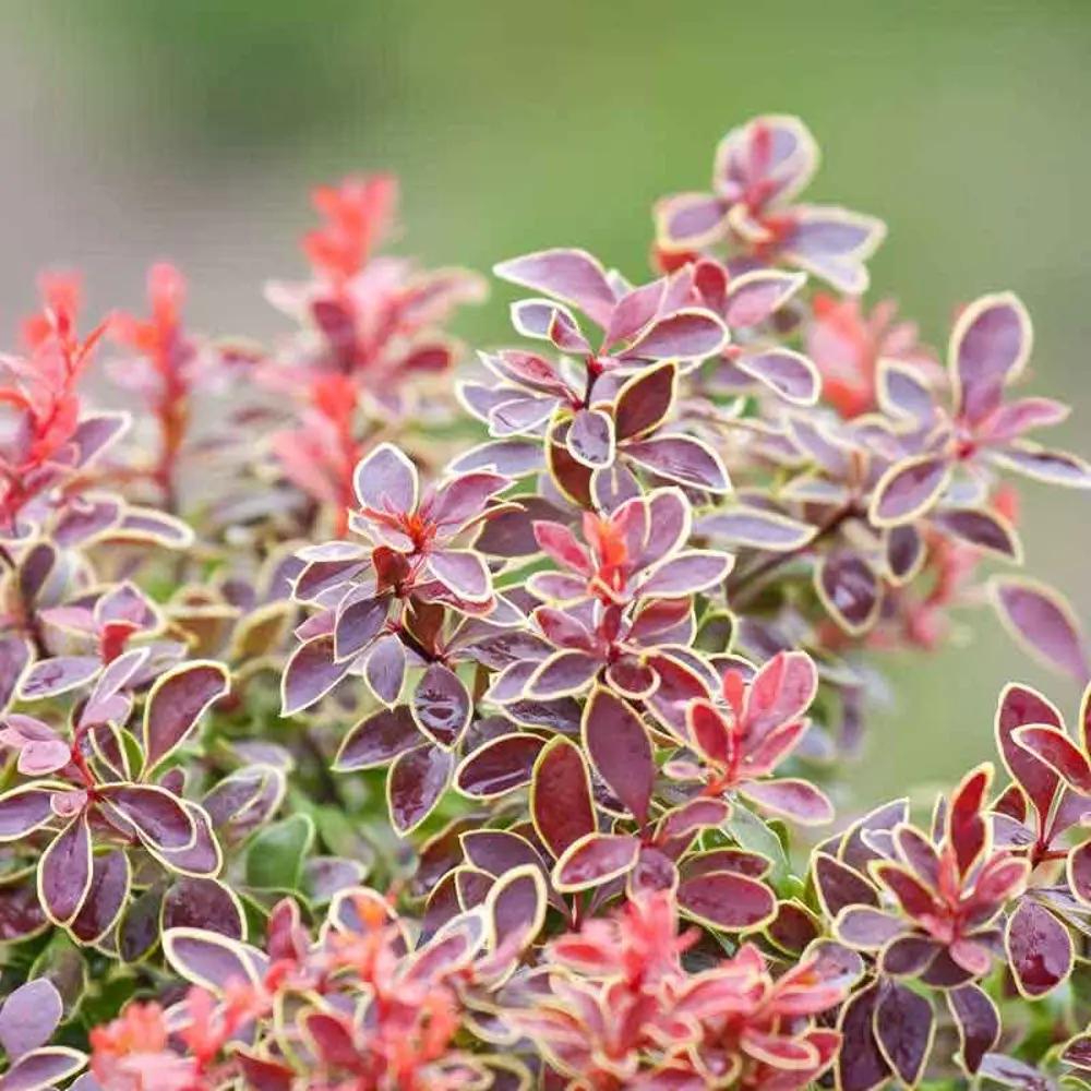 Santreyd Барбарис Тунберга Адмейриш - декоративный кустарник с оранжевой листвой 85325439 STLM-0061591