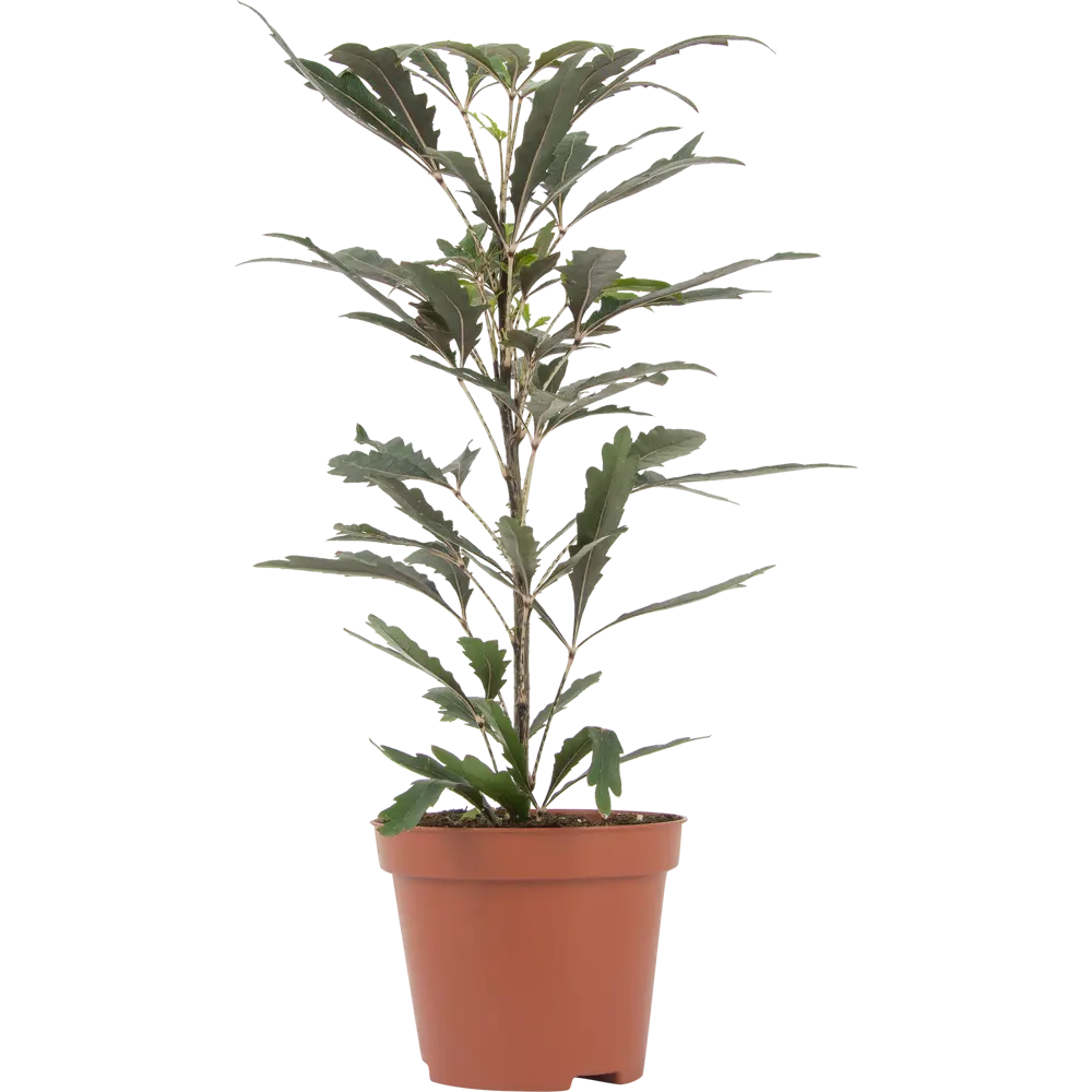 Santreyd Шеффлера мик — декоративное растение для интерьера 82932704 STLM-0038097 - Вид №2