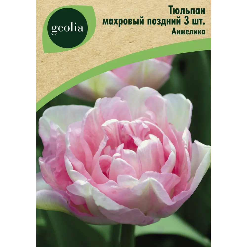 Тюльпан махровый поздний Анжелика 3 шт. 88663315 STLM-2072691 GEOLIA 