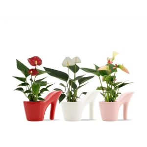 Антуриум микс ø6 h18 см