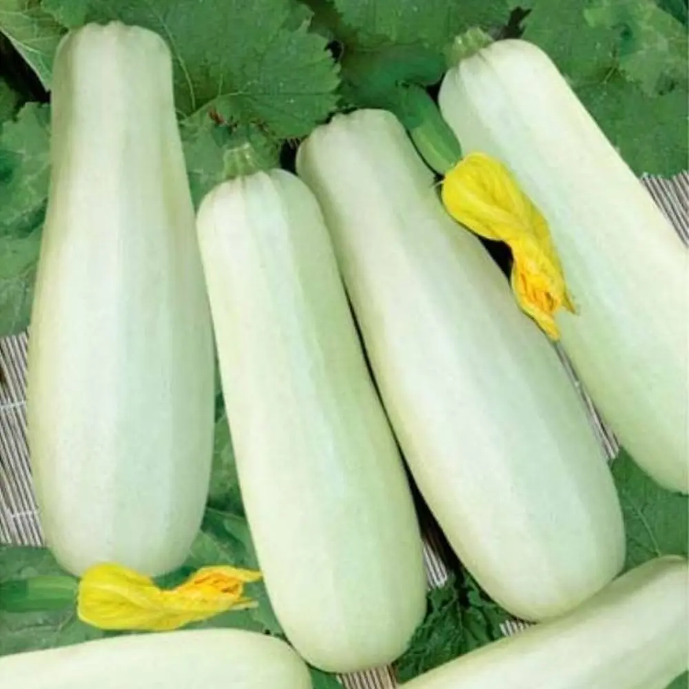 Семена кабачка Белоплодный от САДОК - ранний урожайный сорт 18580533