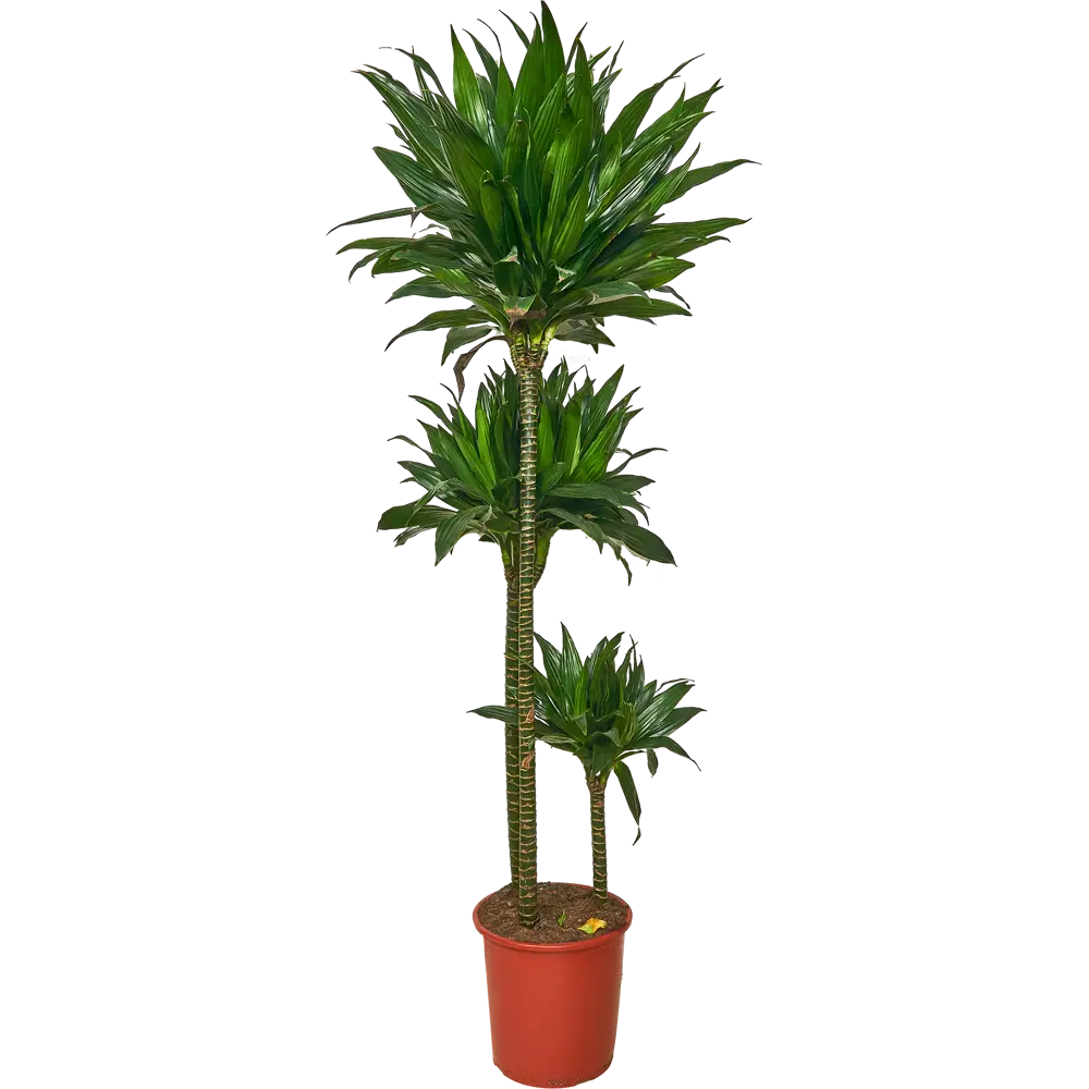 Santreyd Драцена Фрагранс Росток — вечнозеленая пальма для интерьера 84586886 STLM-0963420 - Вид №1