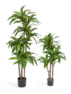 10.58202N Драцена Джанет Крейг зелёная Цветочная коллекция