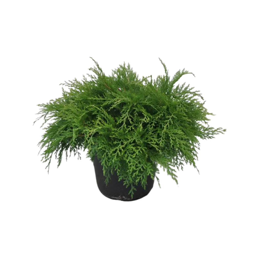 Микробиота перекрестнопарная ø22 h60 см 84834831 STLM-2157401 PLANTMARKET 