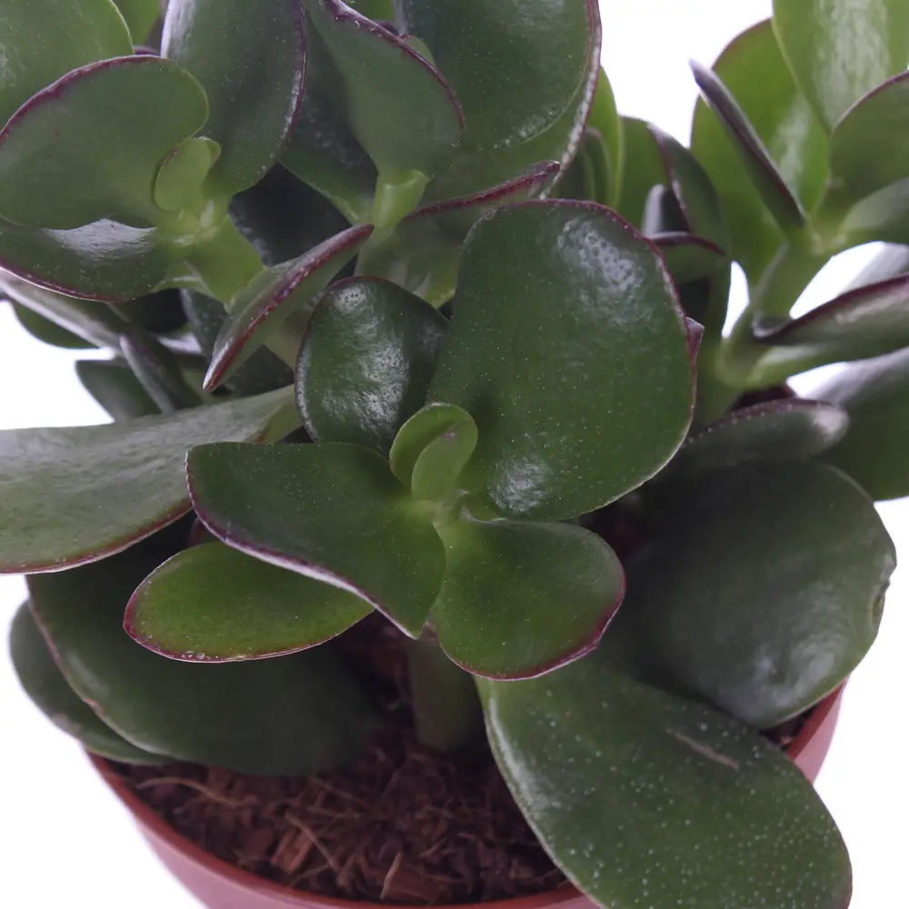 Santreyd Крассула Овата - денежное дерево для вашего интерьера 18785694 STLM-0012720 - Вид №1