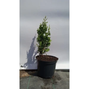 Туя западная Дегрут Спайр ø19 см h40-60 см 85088199 STLM-2151277