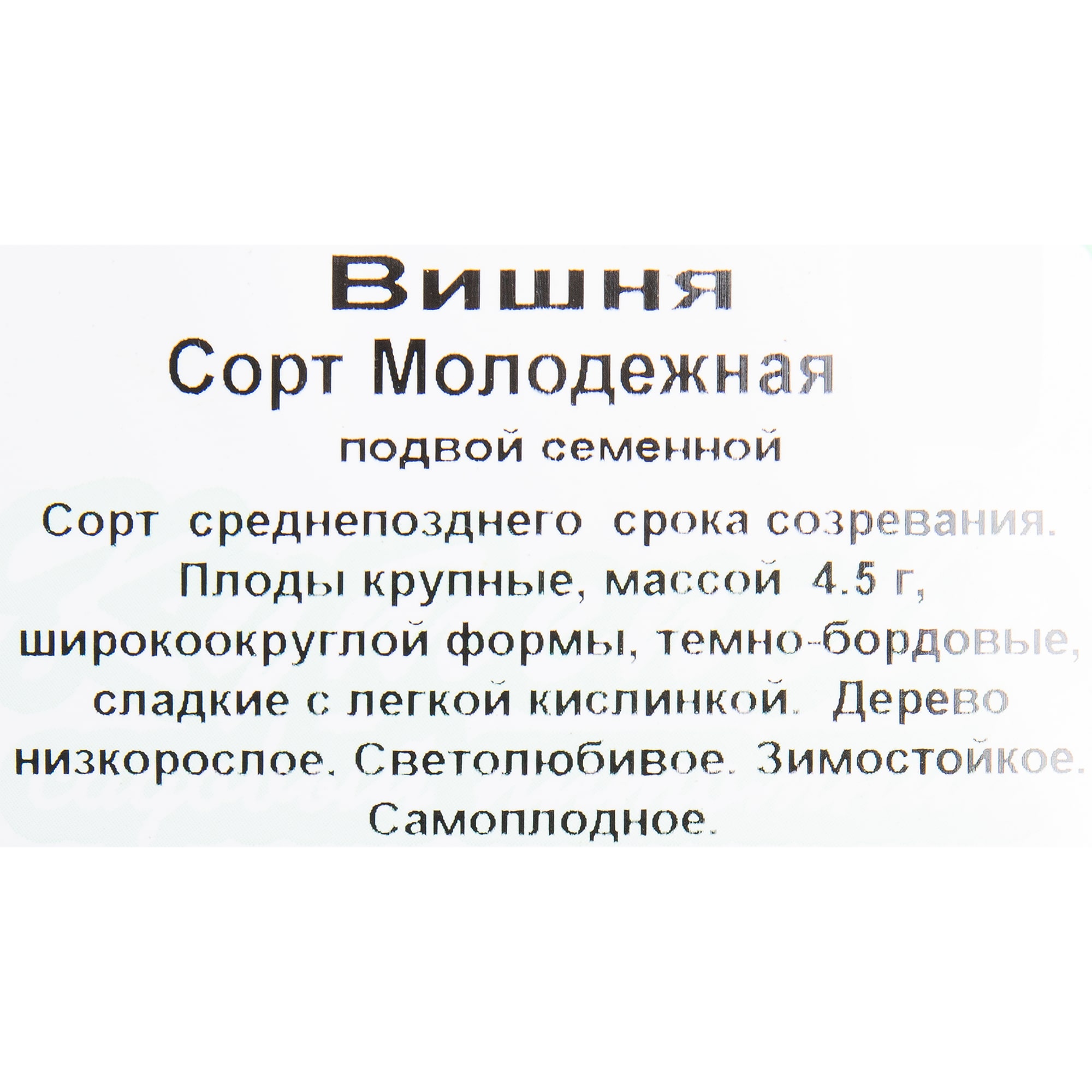 82596941 Вишня «Молодежная» C4 высота 140 см Santreyd  - Вид №1