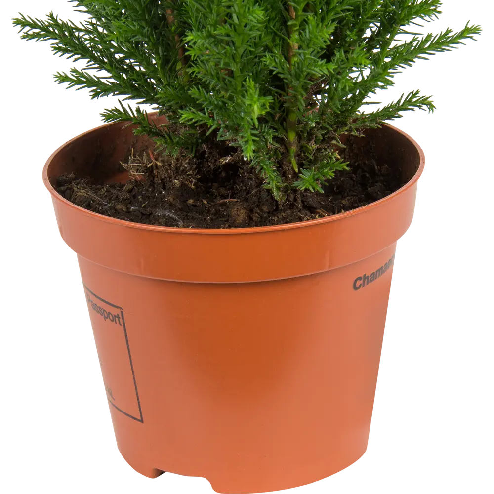 Кипарисовик Элвуди 9x35 см 82466671 STLM-2120657 Santreyd  - Вид №2