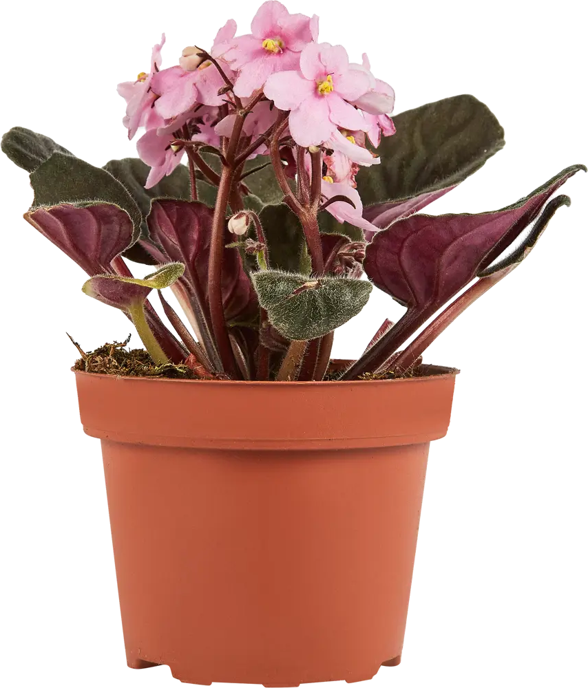 Santreyd Фиалка Иннова Спектра — комнатное растение с бархатными листьями 86750214