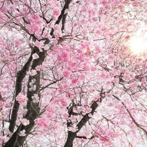 XXL4-046-Bloom Фотообои Komar Into Illusions Edition 2 3.68х2.48 м