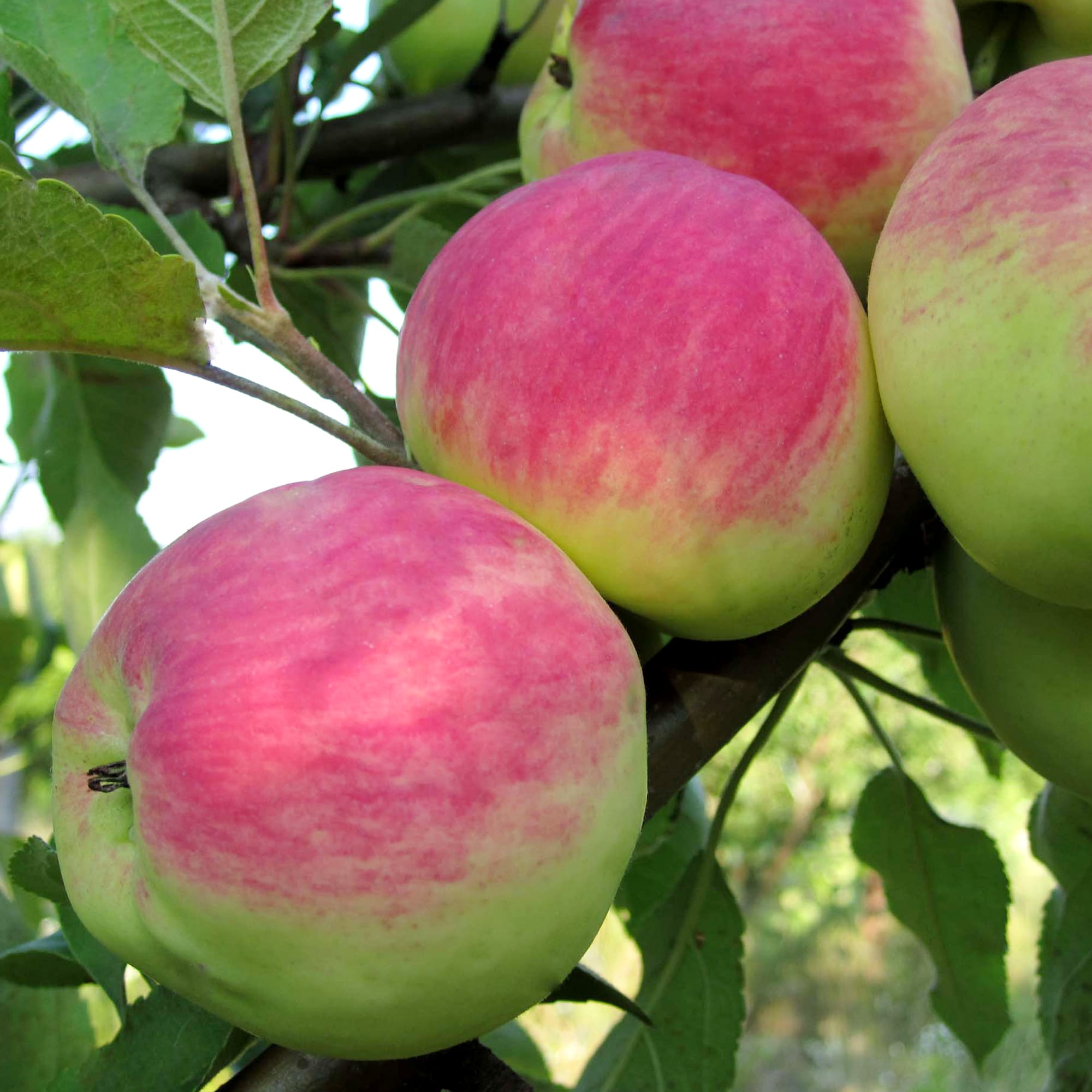 82237819 Яблоня «Мантет» С7 120-180 см Santreyd  - Вид №3