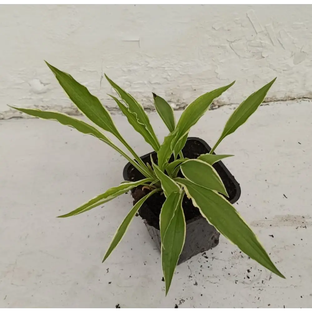 Santreyd Хоста Аугуст Мун — теневыносливый многолетник для сада 89372792 STLM-1357814