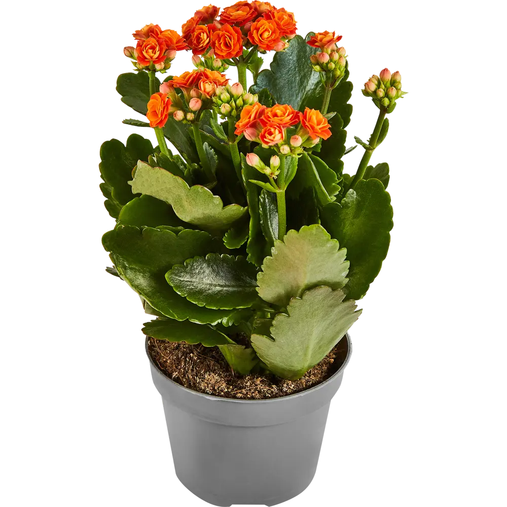 Santreyd Каланхоэ Гуди микс - цветущий суккулент для дома 89352855 STLM-0956415
