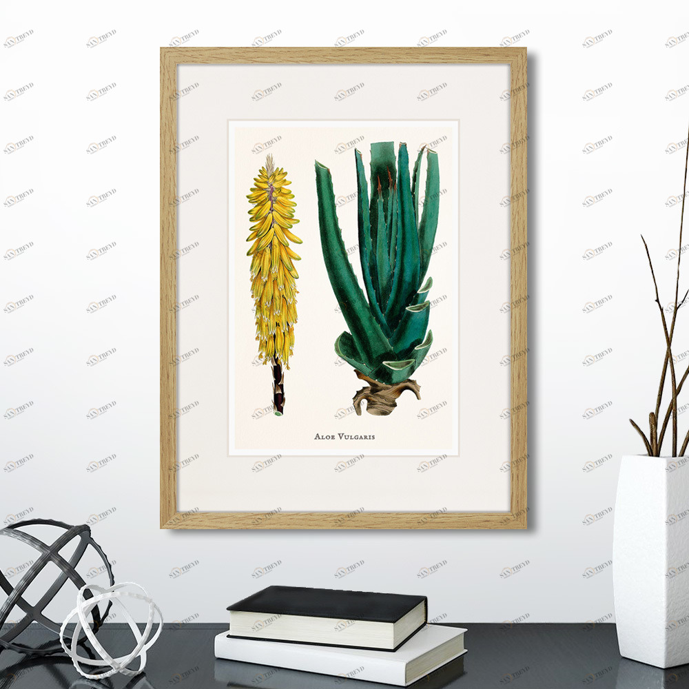 Картина в раме 32х42 см Botany illustration №1, 1836г. КАРТИНЫ В КВАРТИРУ  264487 Желтый;зеленый;разноцветный 