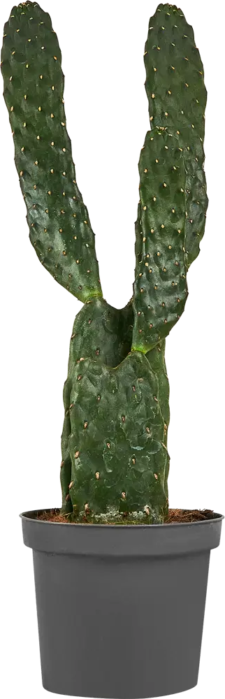 Santreyd Опунция красная — цветущий кактус для интерьера 87819693