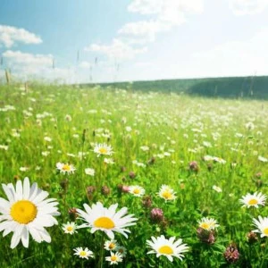 WP02523 Фотообои Verol Фотообои decoline 1х1 м