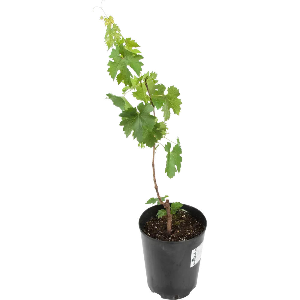 Виноград плодовый «Рашфор» 19x55 см 82625414 STLM-2033691 PLANTMARKET 
