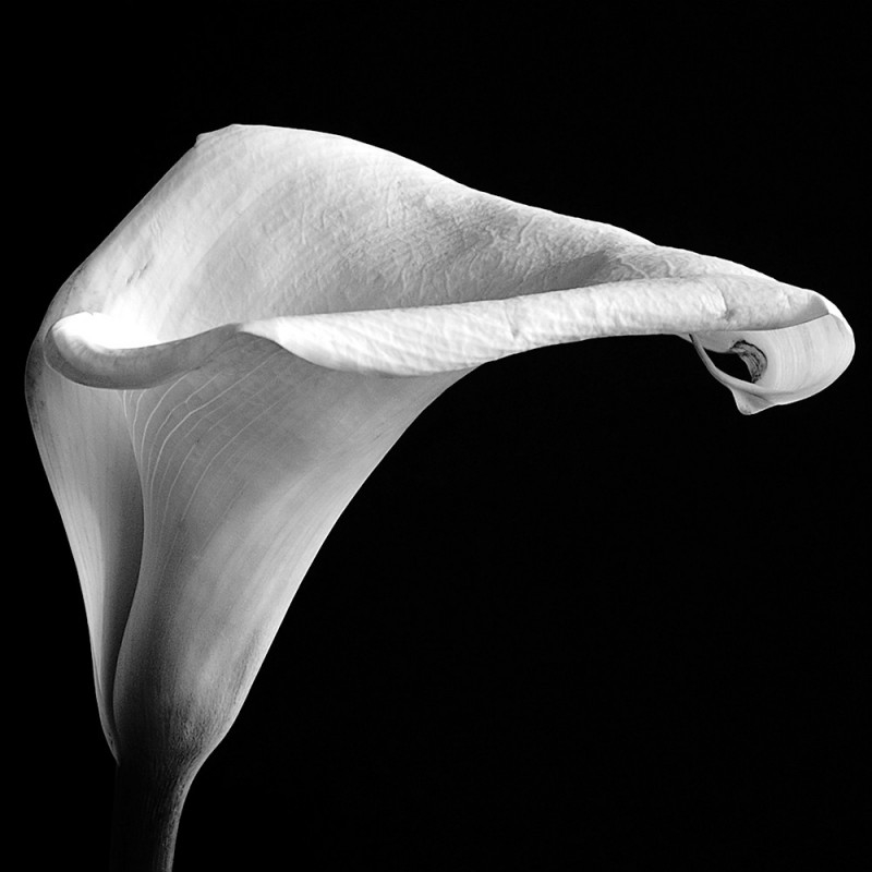 0425/CX38 Картина 0425 Adriani e Rossi  - Вид №4