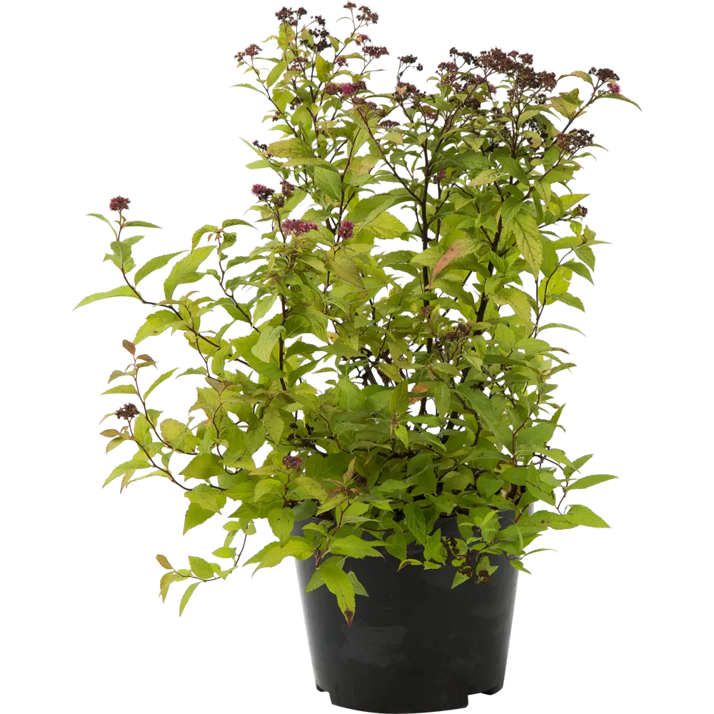 PLANTMARKET Спирея Голдфлэйм - декоративный кустарник с медно-оранжевой листвой 82356737 STLM-1571466