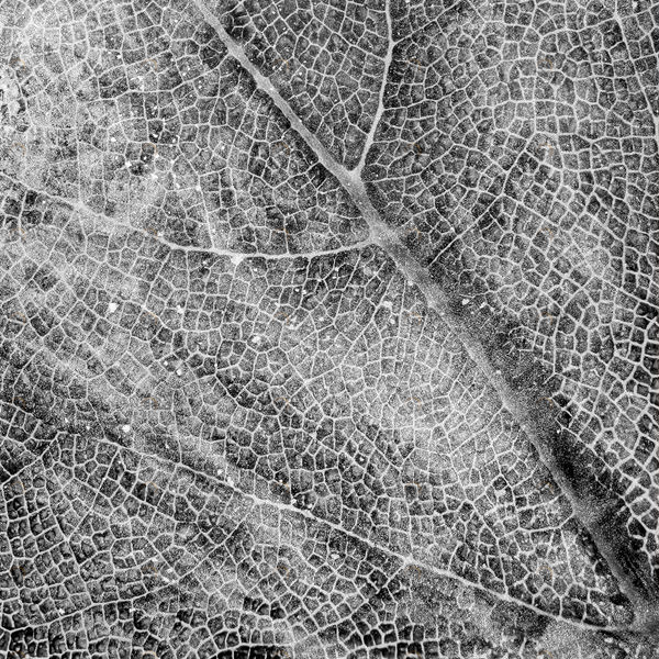 Арт-панель на холсте Alex Turco Organic Dna 