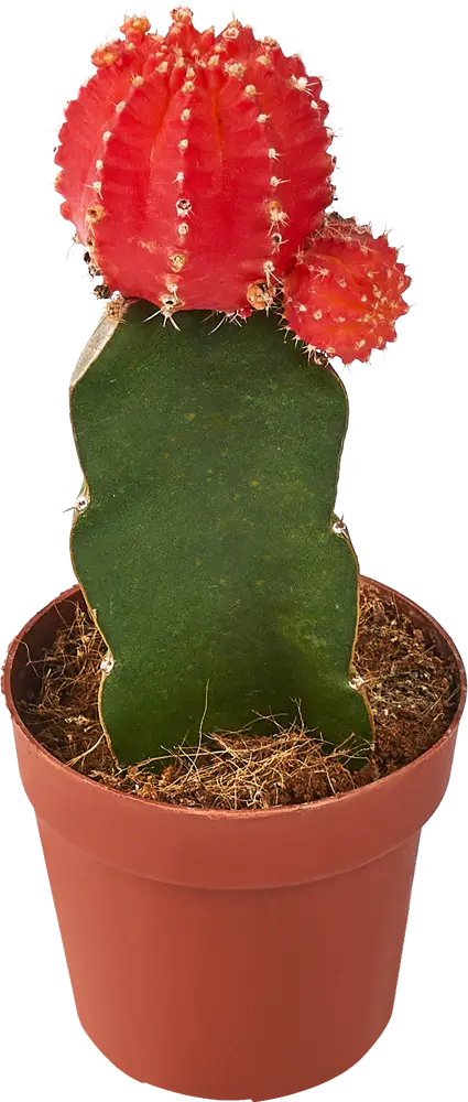 Santreyd Гимнокалициум микс - цветущий кактус для дома ø8×20 см 85325011