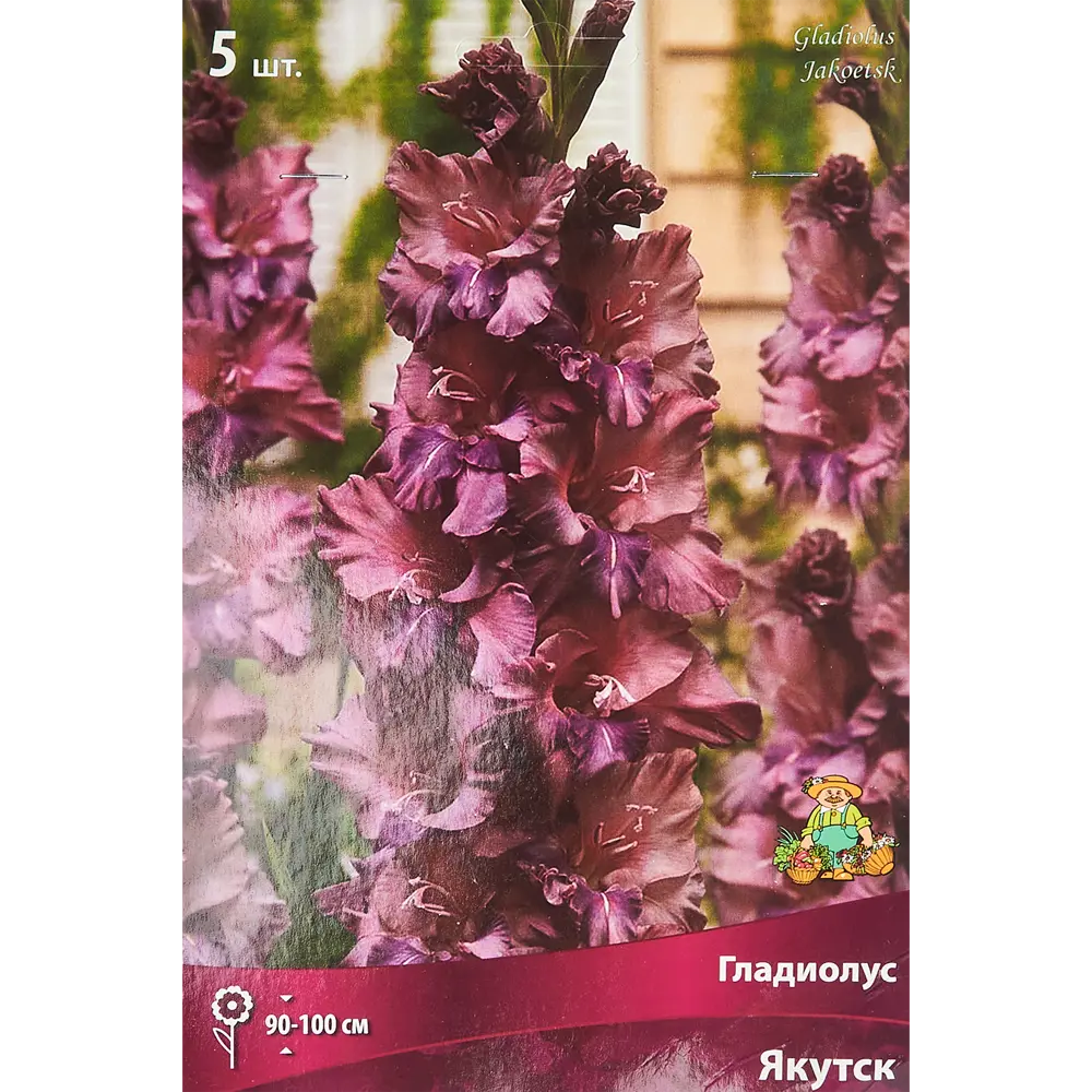 Гладиолус крупноцветковый Якутск, 5 шт ПОИСК STLM-2194843