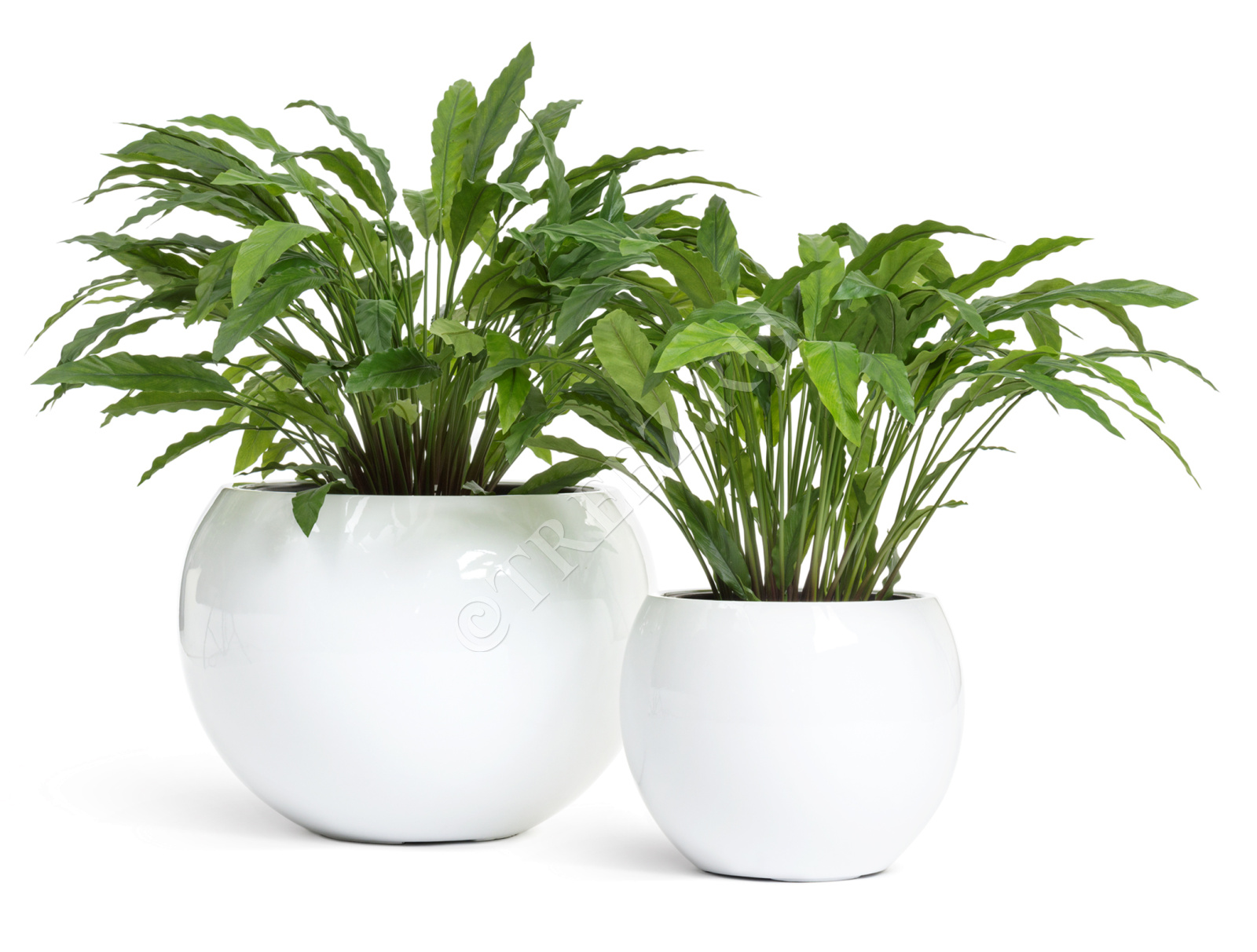 20.1010XL Калатея в горшке Цветочная коллекция  - Вид №3