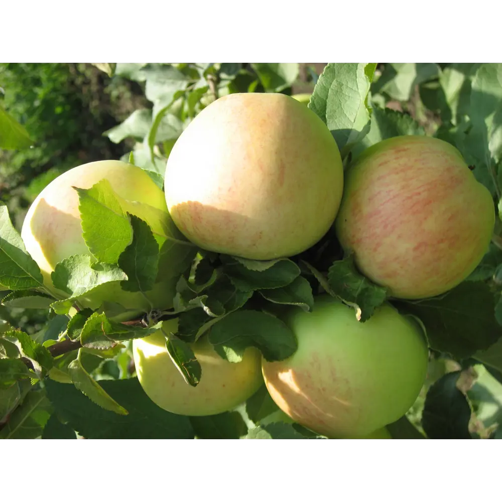 Яблоня «Штрейфлинг» 2 года 22x80 см 82625428 STLM-2149192 PLANTMARKET 