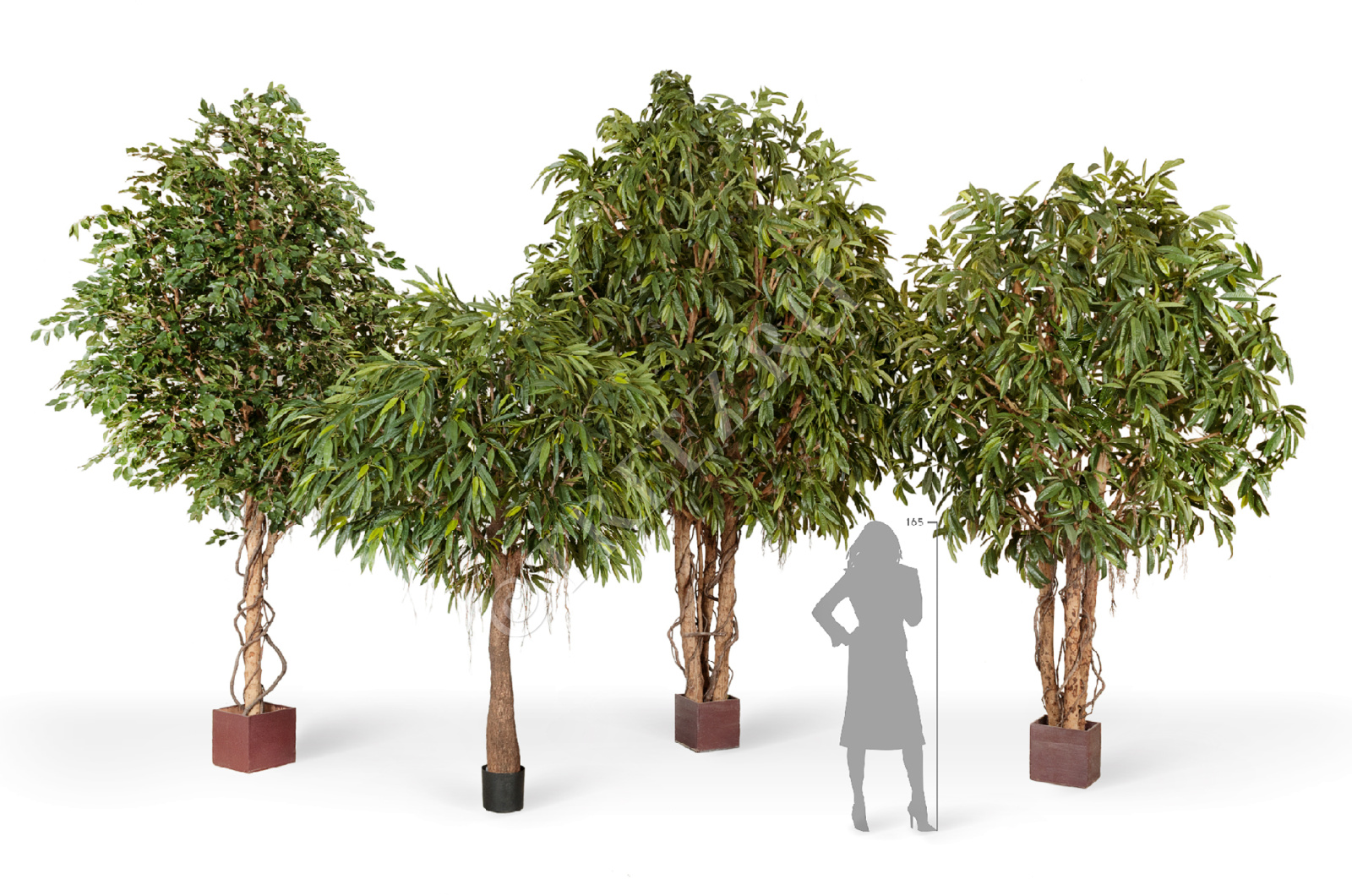 10.31212N Фикус Бенджамина Гигантский Цветочная коллекция  - Вид №3