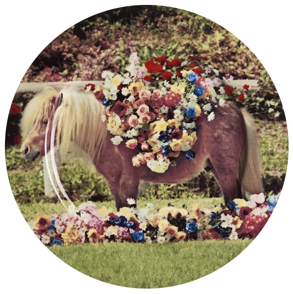 8008215169217 Тарелка pony Seletti 