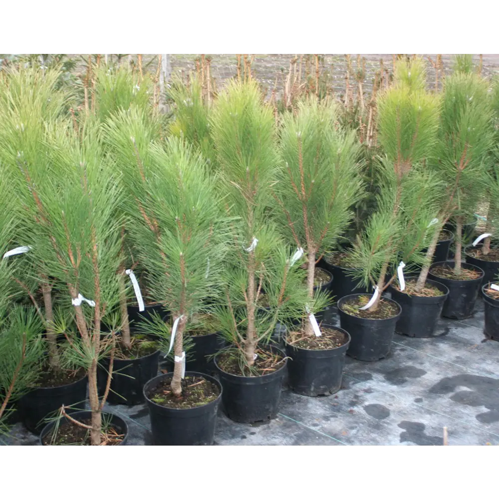 Сосна чёрная Грин Рокет ø15 h35 см 84834226 STLM-2009516 PLANTMARKET 