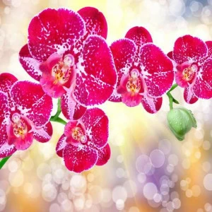 WP00861 Фотообои Verol Фотообои decoline 1х1 м