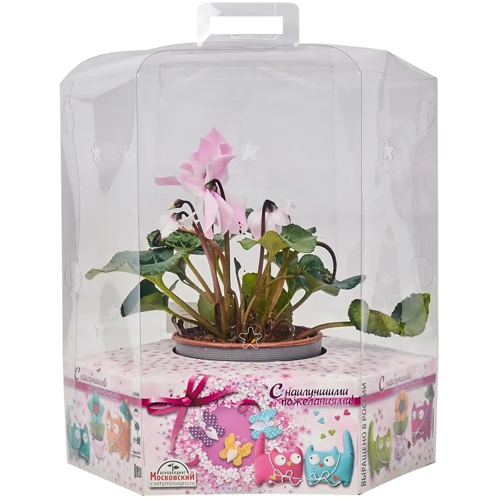 Santreyd Цикламен микс Премиум - многолетнее цветущее чудо для дома и сада 18438852 STLM-1370534 - Вид №1