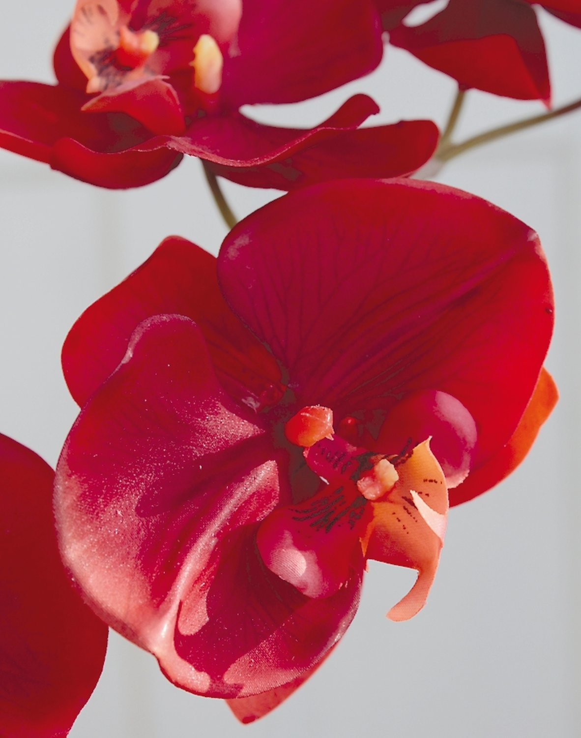 2526 344 a2 Искусственная орхидея Phalaenopsis, 73 см, real touch, темно-оранжевый H-andreas  - Вид №2