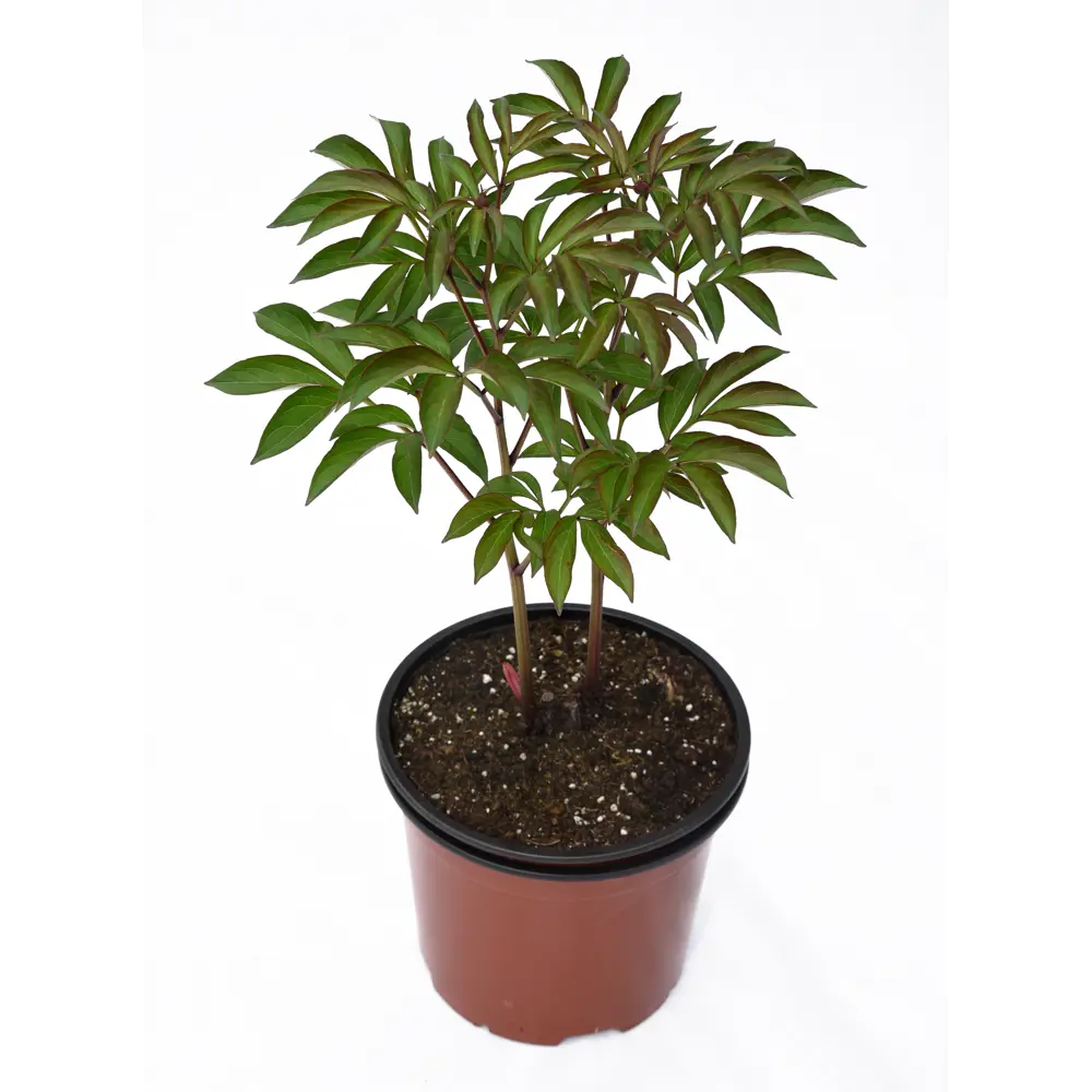 Пион травянистый микс Santreyd - многолетний садовый цветок 89370740 STLM-0950305 - Вид №1