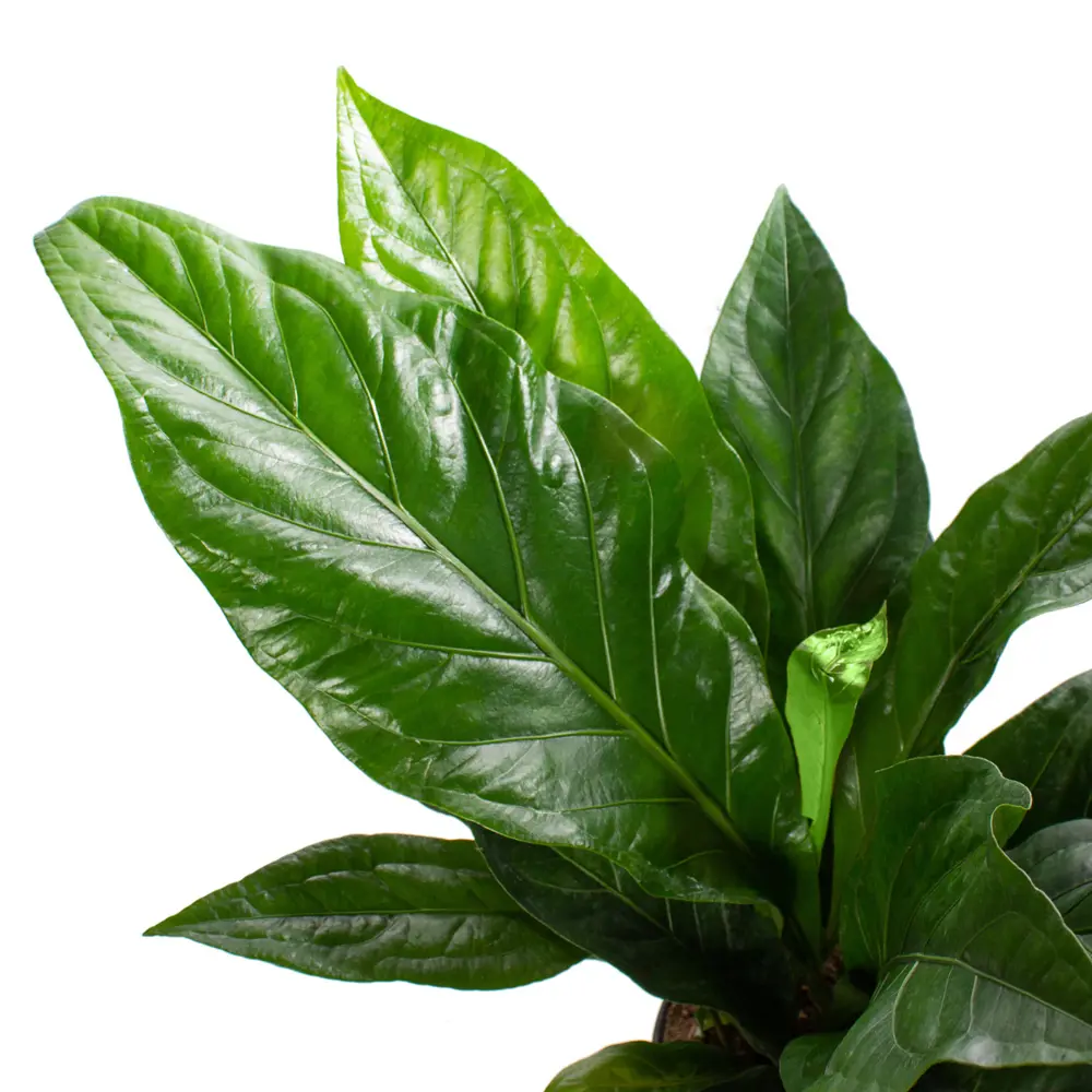 Santreyd Антуриум Джангл Баш - изысканное украшение интерьера 86584860 STLM-0956994 - Вид №1