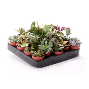 Santreyd Суккулент микс - живой декор для интерьера 89390763