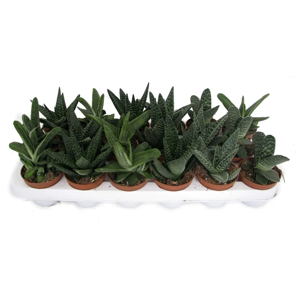 Гастерия микс Santreyd — африканский суккулент для интерьера 89356073 STLM-1386067